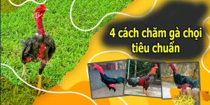 4 Cách Chăm Gà Chọi Và Những Hướng Dẫn Chi Tiết Từ Sư Kê