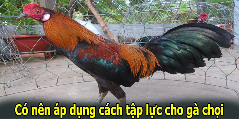 Có nên áp dụng cách tập lực cho gà chọi