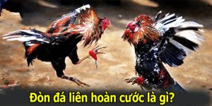 Đòn Đá Liên Hoàn Cước Và 4 Dấu Hiệu Để Nhận Biết Chuẩn Xác