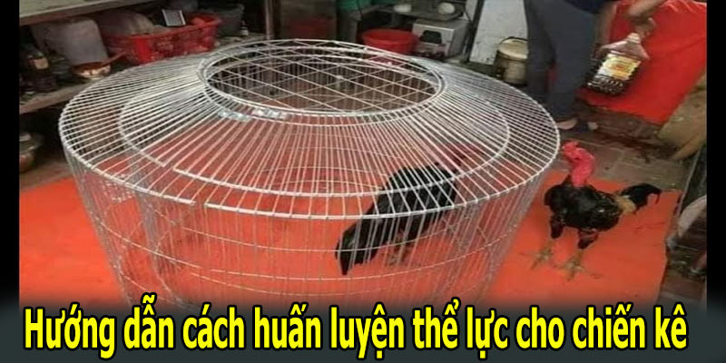 Hướng dẫn cách huấn luyện thể lực cho chiến kê