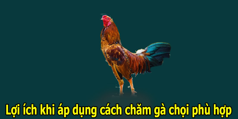 Lợi ích khi áp dụng cách chăm gà chọi phù hợp