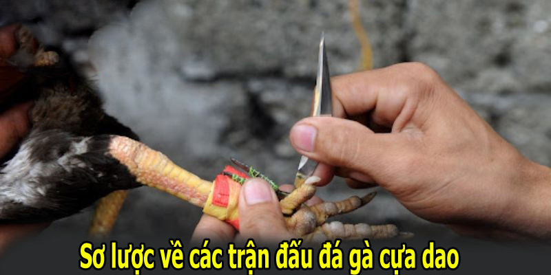 Sơ lược về các trận đấu đá gà cựa dao