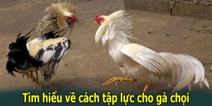 4 Cách Tập Lực Cho Gà Chọi Giúp Nâng Cao Thể Lực Hiệu Quả